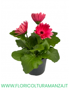 🌼 Gerbera 2