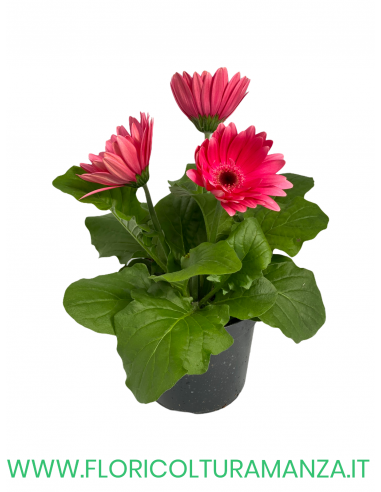 🌼 Gerbera