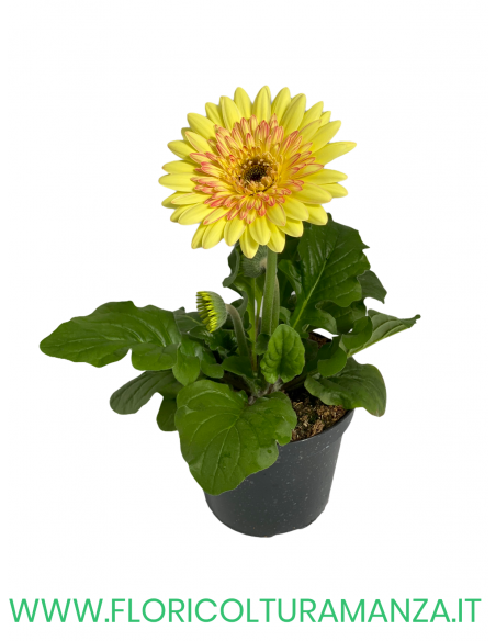 🌼 Gerbera