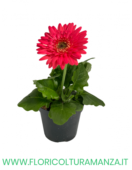 🌼 Gerbera