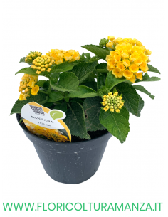 🌼 Lantana
