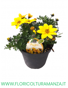 🌼 Bidens