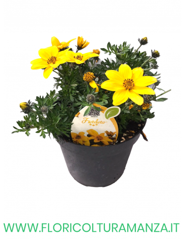 🌼 Bidens