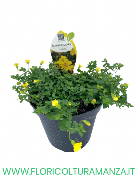 🌼 Macardonia