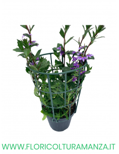 🌸 Scaevola