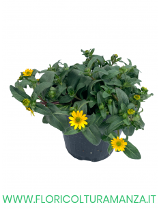 🌼 Sanvitalia