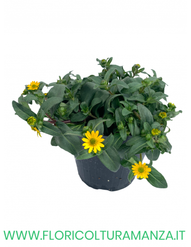 🌼 Sanvitalia