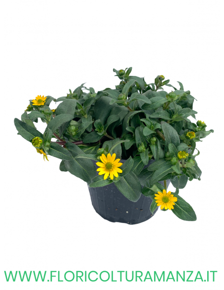 🌼 Sanvitalia