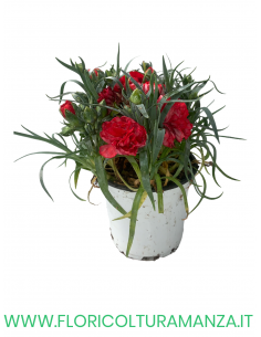 🌸 Dianthus – Dianthus spp. (Garofano) Ø11