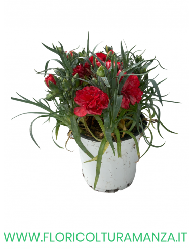 🌸 Dianthus – Dianthus spp. (Garofano) Ø11