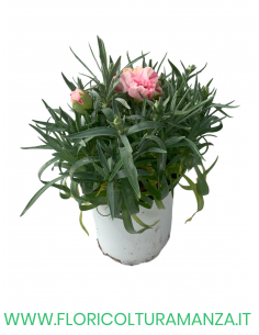 🌸 Dianthus – Dianthus spp. (Garofano) Ø11 2