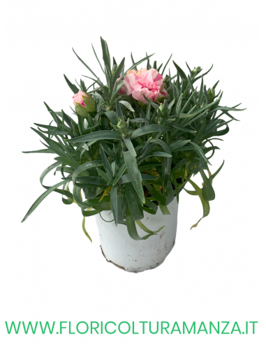 🌸 Dianthus – Dianthus spp. (Garofano) Ø11