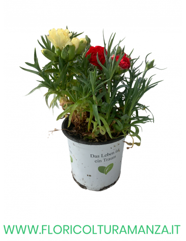🌸 Dianthus – Dianthus spp. (Garofano) Ø11