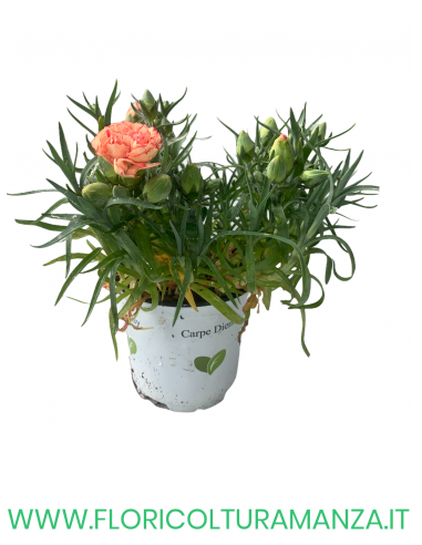 🌸 Dianthus – Dianthus spp. (Garofano) Ø11