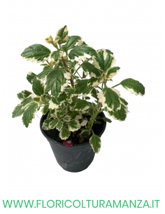 🌿 Plectranthus “Incens