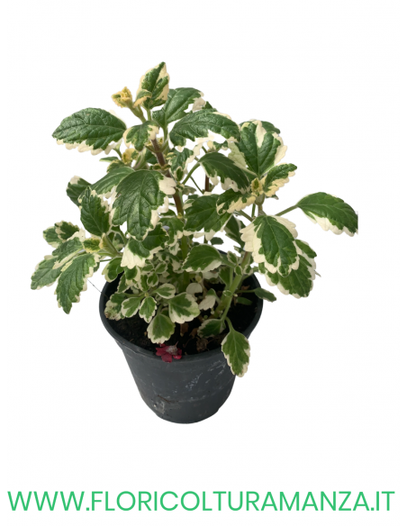 🌿 Plectranthus “Incens