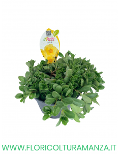 🌺 Portulaca “Kokorita