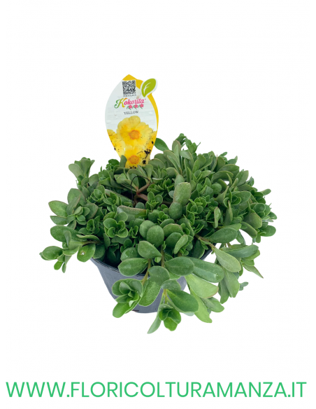 🌺 Portulaca “Kokorita