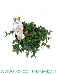 🌺 Portulaca “Kokorita 2