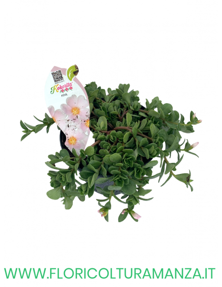 🌺 Portulaca “Kokorita