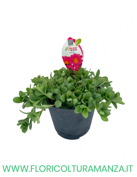 🌺 Portulaca “Kokorita