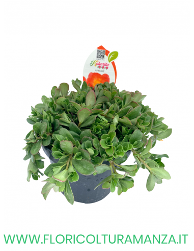 🌺 Portulaca “Kokorita