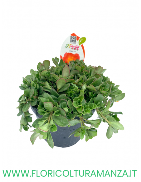 🌺 Portulaca “Kokorita