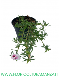 🌺 Portulaca cascante