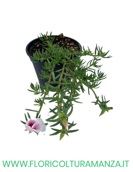 🌺 Portulaca cascante
