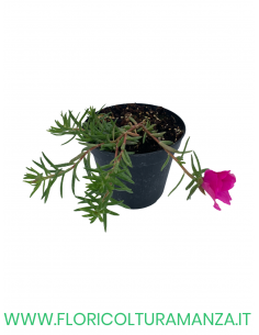 🌺 Portulaca cascante 2