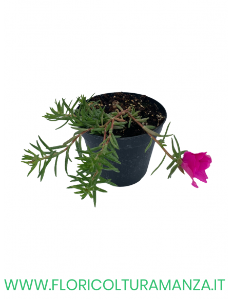 🌺 Portulaca cascante