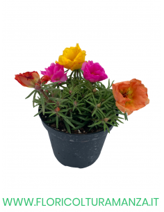 🌺 Portulaca nana
