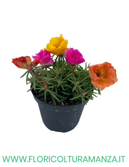 🌺 Portulaca nana