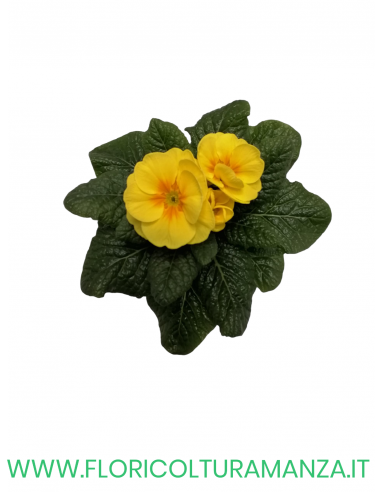 🌼 Primule