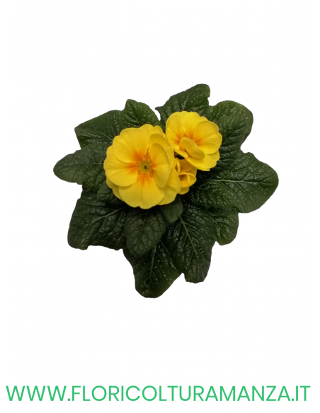 🌼 Primule