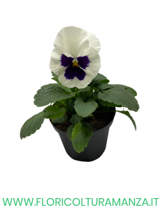 🌸 Viola del pensiero
