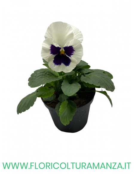 🌸 Viola del pensiero