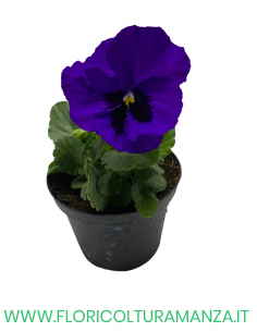 🌸 Viola del pensiero 2