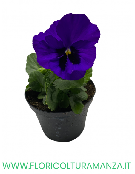 🌸 Viola del pensiero