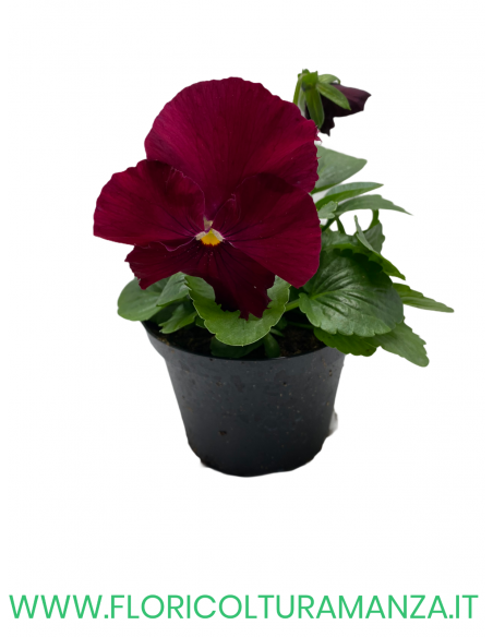 🌸 Viola del pensiero