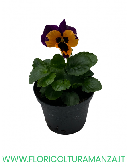 🌸 Viola del pensiero