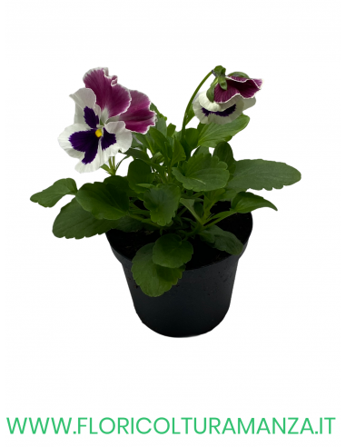 🌸 Viola del pensiero