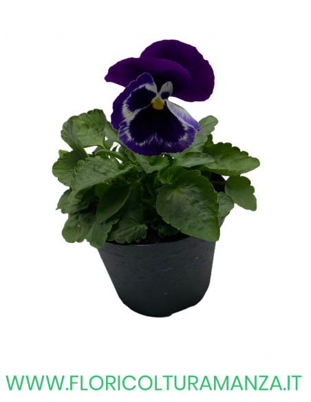 🌸 Viola del pensiero