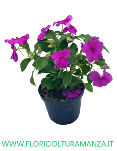 🌸 Caroline Impatiens