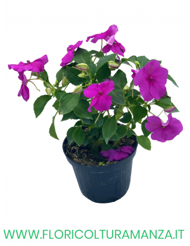 🌸 Caroline Impatiens