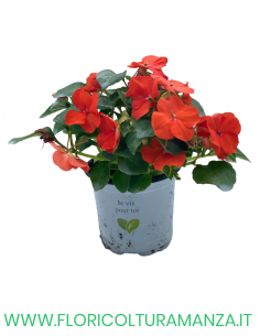 🌸 Caroline Impatiens 2