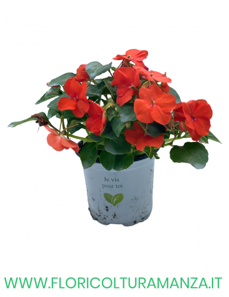 🌸 Caroline Impatiens