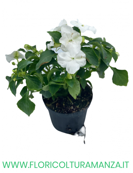 🌸 Caroline Impatiens