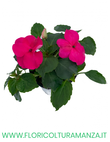 🌸 Caroline Impatiens