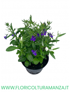 🌸 Lobelia